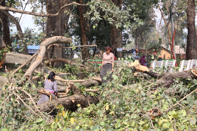 औषधिजन्य रुख बन्यो दाउरा